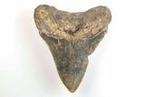 Serrated, 3.65" Fossil Megalodon Tooth - North Carolina - #200651-1
